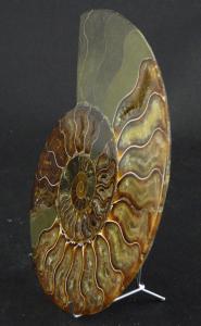 Prsentation de l'ammonite sur le chevalet mtallique chrom