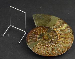 Ammonite  cot du chevalet de 8 cm
