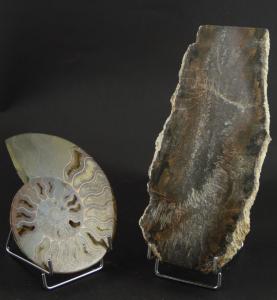 Chevalet  mtallique porte-assiette hauteur 11 cm, prsentoir de  grands fossiles