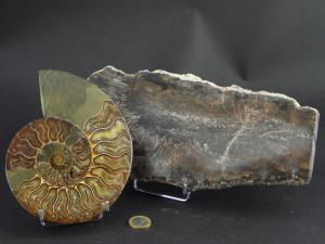 Un gros bois fossile et une belle ammonite de Madagascar sur le chevalet mtallique de 8 cm de hauteur