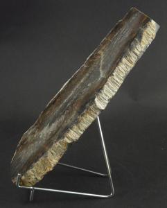 Bois fossilis prsent en hauteur sur le chevalet universel 8x12 cm