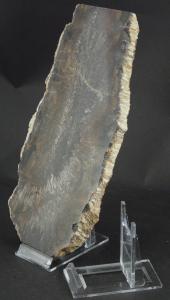 Prsentation d'une grande plaque de bois fossile sur le chevalet T2